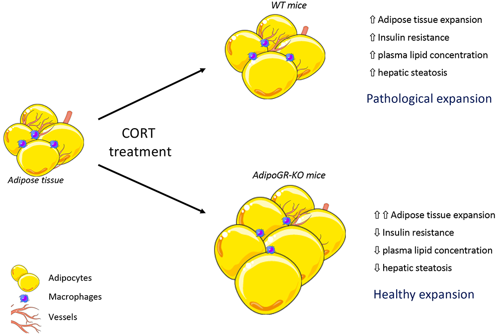 2019 Diabetes - Dalle (fig).png