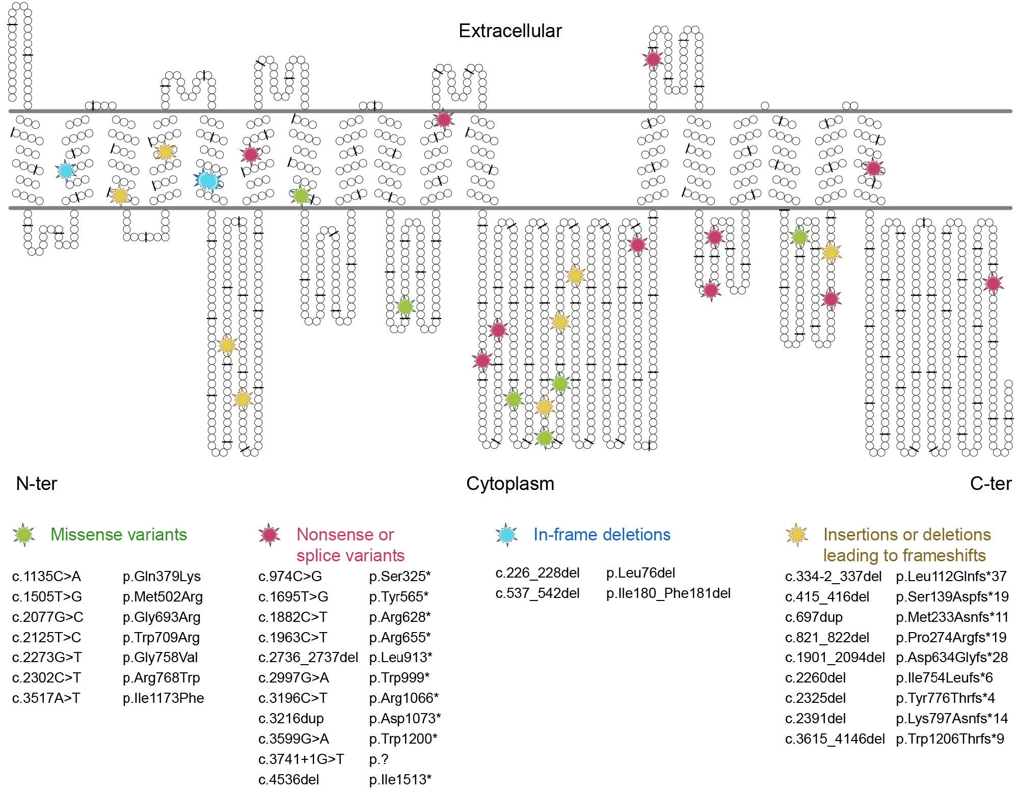 2019 Liver Int - Corpechot (fig).png