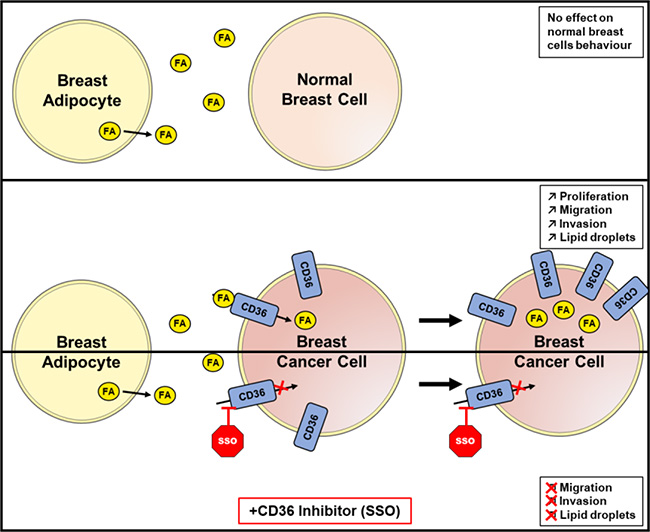 2019 Cancers - Zaoui.jpg